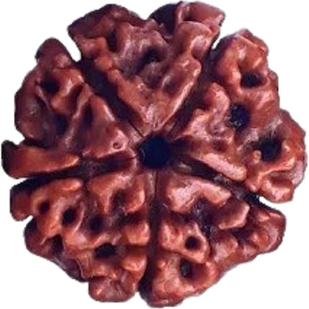 3 Mukhi Rudraksha 1 Pieces